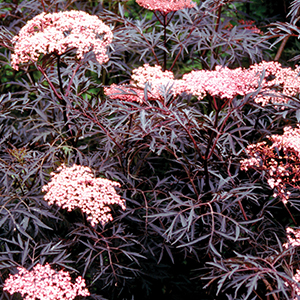 blackelderberry300x300 blackelderberry300x300