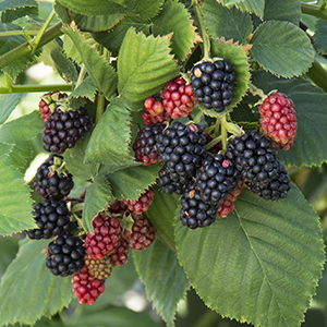 blacksatinblackberry300x300 blacksatinblackberry300x300
