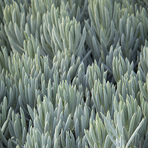 blue senecio 300x300 blue senecio 300x300
