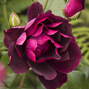burgundy iceberg rose 300x300 burgundy iceberg rose 300x300