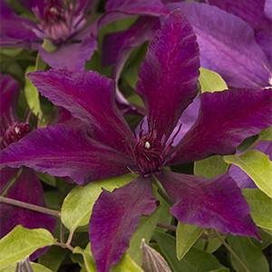 clematis300x300 clematis300x300