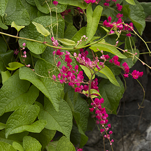 coral vine 300x300 coral vine 300x300