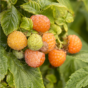 fallgoldraspberry300x300 fallgoldraspberry300x300