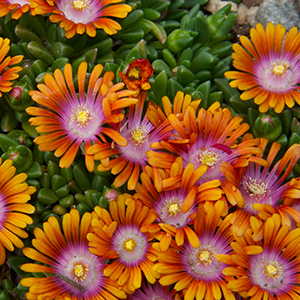 firespinner300x300 firespinner300x300