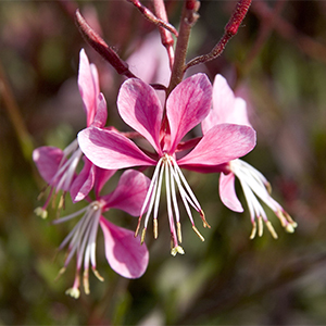 Pink Cloud Gaura, Gaura lindheimeri, at Monrovia Nursery Co. Pink Cloud Gaura, Gaura lindheimeri, at Monrovia Nursery Co.