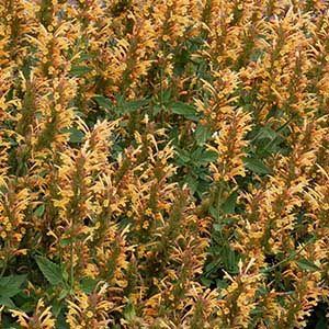 goldhummingbird300x300 goldhummingbird300x300