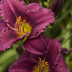 grapettedaylily grapettedaylily