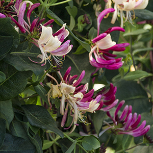 honeysuckle300x300 honeysuckle300x300