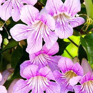 lavender vine300x300 lavender vine300x300