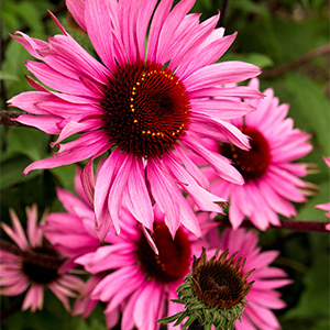 merlot coneflower300x300 merlot coneflower300x300