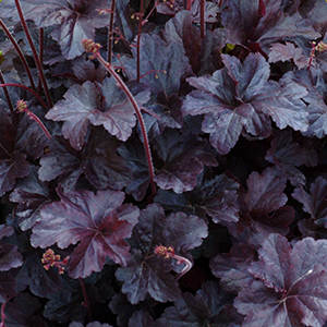 obsidiancoralbells300x300v2 obsidiancoralbells300x300v2