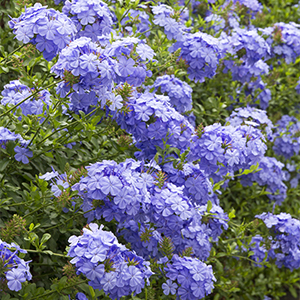plumbago300x300 plumbago300x300