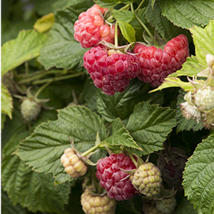 raspberryshortcake300x300 raspberryshortcake300x300