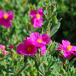 rockrose300x300 ????????????????????????????????????