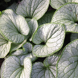 silver brunnera 300x300 silver brunnera 300x300
