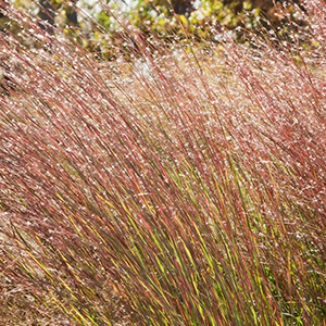 switchgrassv2300x300 "Blue Heaven" (TM) little bluestem (Schizachyrium scoparium)ornamental grass selected and released by the University of Minnesota, Photographed in SIlverwood Park, St. Anthony, MN. The ornamental grass was released by the U of MN, Agricultural Experiment Station in 2006. Seed collected in Benton County. The selection is tall, 45-55", about 12" higher than average Minnesota little bluestem. Clumps are 30-36" wide, very upright and resistant to lodging. Foliage color is medium to dark blue and burgundy in summer, brighter burgundy and red to pink in the fall. Unique characteristics are its tall, upright form and summer and fall foliage color. "Using Native and Ornamental Grasses In the Landscape," Minnesota Agricultural Experiment Station project #21-030, principal investigator: Mary H. Meyer.