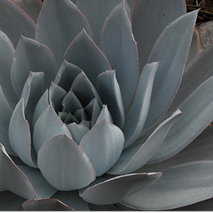 whitecloudecheveria300x300 whitecloudecheveria300x300