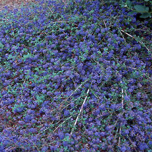 wildlilac300x300 wildlilac300x300