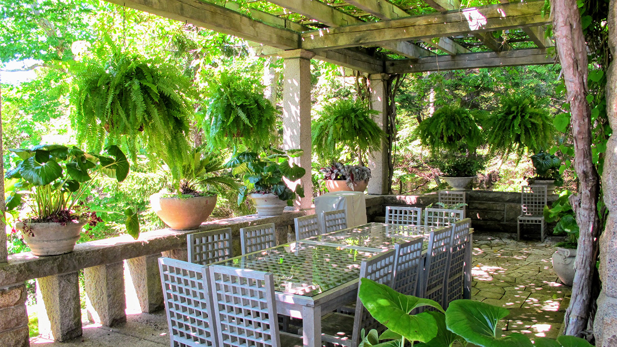 Dress Up The Porch With Ferns Grow Beautifully