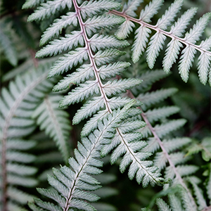 Athyrium niponicum 'Branford Beauty' Athyrium niponicum 'Branford Beauty'