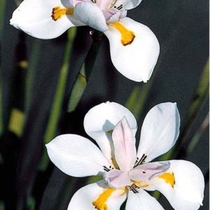 dietes400x400 dietes400x400