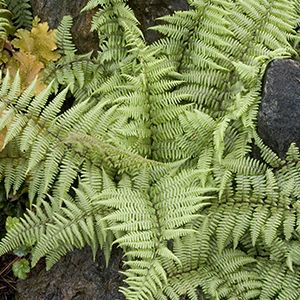ghost300x300 Ghost Fern, Athyrium 'Ghost', among boulders at Visalia CA USA, at Monrovia Nursery Co.