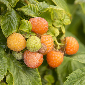 goldenraspberry400x400 goldenraspberry400x400