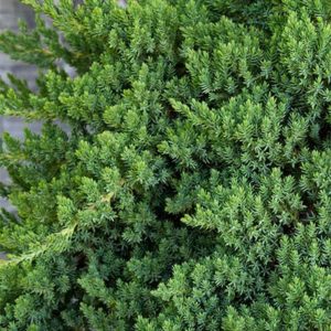juniper400x400 juniper400x400