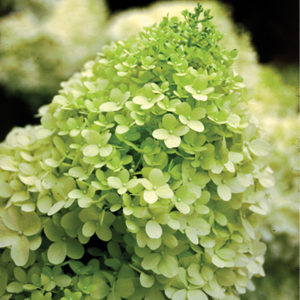 limelighthydrangea400x400 limelighthydrangea400x400