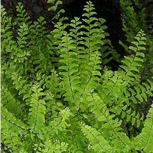 maidenhair300x300 maidenhair300x300