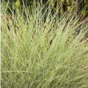 morninglightmiscanthus400x400 morninglightmiscanthus400x400