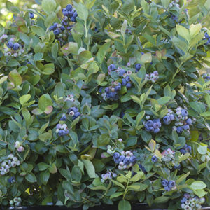 peachsorbetblueberry400x400 peachsorbetblueberry400x400