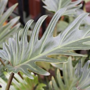 philodendron400x400 philodendron400x400