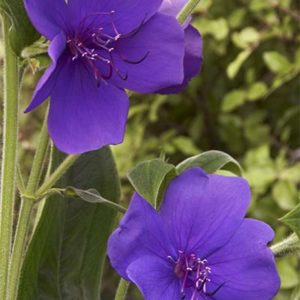 princessflower400x400 princessflower400x400
