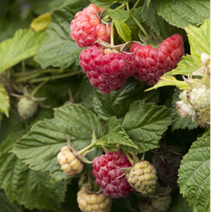raspberryshortcake400x400 raspberryshortcake400x400