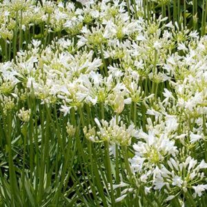 'Snow Storm' Lily of the Nile, Agapanthus africanus, at Monrovia Nursery Co. 'Snow Storm' Lily of the Nile, Agapanthus africanus, at Monrovia Nursery Co.