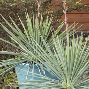 yucca400x400 yucca400x400