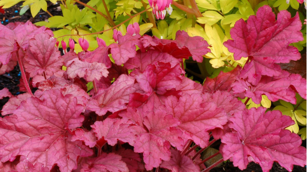 10 Coral Bells to SpiceUp the Shade Garden Grow Beautifully