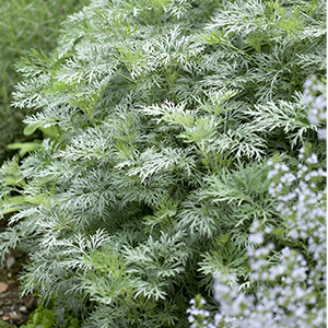 0044674.jpg Artemisia 'Powis Castle'