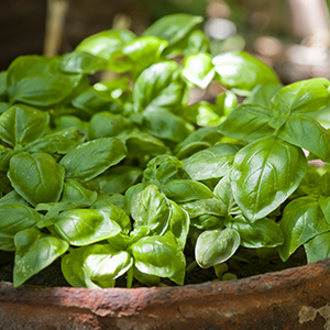 Fresh basil growing in an old terracotta pot outdoors Selective focus image of some green basil plants in an old terracotta pot.
