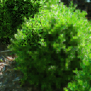boxwood300x300 boxwood300x300