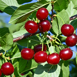 carminecherry300x300 carminecherry300x300