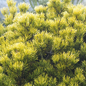 Pinus mugo Carstens Wintergold - Dwarf mountain pine Pinus mugo Carstens Wintergold - Dwarf mountain pine