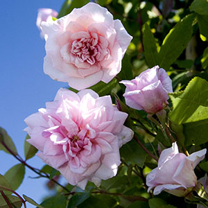 Cecile Brunner climbing Rose, Rosa hybrid Cecile Brunner climbing Rose, Rosa hybrid