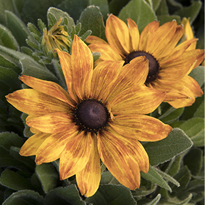echibeckiasummerina300x300 echibeckiasummerina300x300