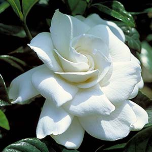 firstlovegardenia300x300 firstlovegardenia300x300