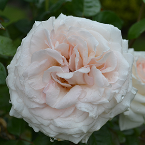 Rosa Francis Meilland Rosa Francis Meilland