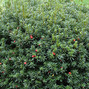 hicksyew300x300 hicksyew300x300