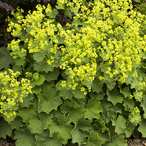 ladysmantle300x300 ladysmantle300x300