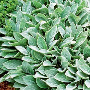Stachys byzantina 'Big Ears' 21340K Stachys byzantina 'Big Ears' 21340K
